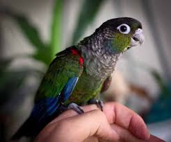 Maybe you would like to learn more about one of these? Handfeeding Crimson Bellied Conure Guelph Birds Nest Facebook