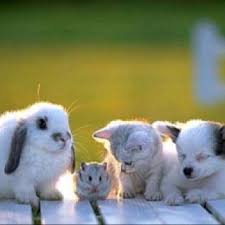 Saw This Picture For The First Time Ages Ago And It Still Gives Me The Warm Fuzzies Hayvanlar Sevimli Hayvan Yavrulari Hayvan