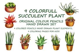 See more ideas about succulents, succulents in containers, succulents garden. 9 Colorfull Succulent Plants Elements And 9 Coloring Pages 1014304 Illustrations Design Bundles