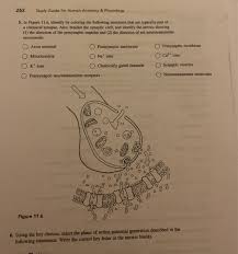 In the central nervous system, a synapse is a small gap at the end of a neuron that allows a signal to pass from one synapses are key to the brain's function, especially when it comes to memory.﻿﻿ Solved 262 Study Guide For Human Anatomy Physiology 5 Chegg Com