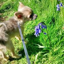 Arley The 18 Week Old Long Haired Chihuahua Puppy Exploring The Malvern Hills Chihuahua Puppies Long Haired Chihuahua Puppies Chihuahua Love
