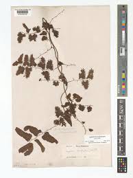 Image result for Lygodium microphyllum