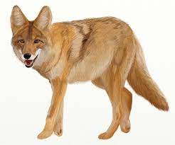 How To Draw Coyote Prairie Wolf Draw Step By Step Coyote Wolf Drawing Animal Drawings