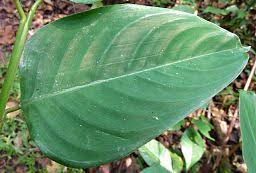 Image result for Marantochloa leucantha