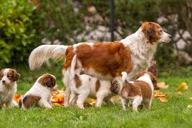 See more of kooikerhondje welpen of granny's rose on facebook. Zucht Kooikerhondje Liebhaber Zuchtverein E V