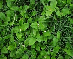 Image result for Richardia brasiliensis