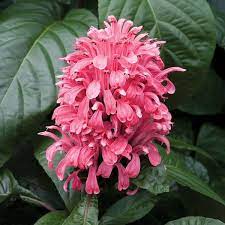 Pin On Summer Blooming Plants