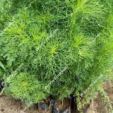 Daun, daun bunga, makanan, membumbui, herba, menghasilkan, coklat, eksotik, rasa, adas manis, adas manis, kelompok, menanam, kayu, putih, bintang, tekstur, bunga, terpencil. X3na Bibit Tanaman Adas Pulosari Pohon Daun Adas Pulowaras Shopee Indonesia