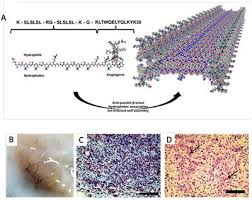 frontiers peptide based functional biomaterials for soft