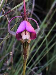 Image result for Disperis thomensis