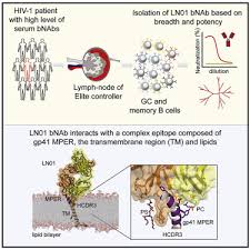 Connect and share knowledge within a single location that is structured and easy to search. Structural Basis For Broad Hiv 1 Neutralization By The Mper Specific Human Broadly Neutralizing Antibody Ln01 Sciencedirect