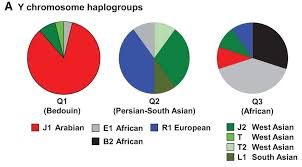 Quite a few ancient mediterranean and middle eastern civilisations flourished in territories where j2 lineages were prevalent, such as the etruscans, minoans, ancient greeks, phoenicians and israelites. Qataris Subpopulations Bedouin Persian South Asian African Harbor J2 Haplogroup J2 M172