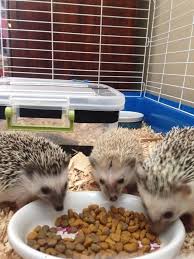 Df42cdb60d841c57cc3be2ad060fd3a0 Jpg 736 981 Cute Little Animals Cute Hedgehog Cute Animals