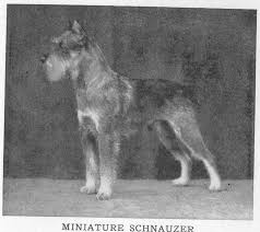 Black And White Mini Schnauzer Clipart 1934 Miniature Schnauzer Schnauzer Schnauzer Breed Giant Schnauzer