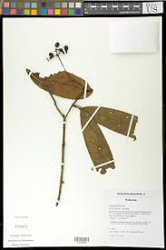 Image result for Ixora kalehensis