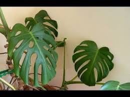 Repotting A 32 Year Old Monster Monstera Deliciosa Cheese Plant Monstera Deliciosa Care Monstera Deliciosa Plants
