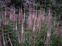 Default sorting sort by popularity sort by latest sort by price: Veronicastrum Virginicum Erika