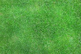 Check spelling or type a new query. Overseeding Zoysia With Fescue Good Or Bad Idea Pepper S Home Garden