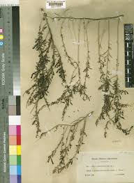 Image result for Suaeda sp. B