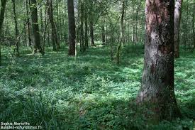 Résultat de recherche d'images pour "La forêt de Bialowieza"