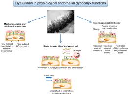 We did not find results for: Endothelial Glycocalyx As A Shield Against Diabetic Vascular Complications Arteriosclerosis Thrombosis And Vascular Biology