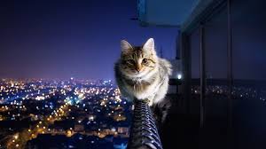 kayip kedi bulma rehberi kedi9 com