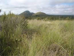 Image result for Trachypogon chevalieri