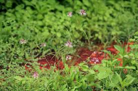 Image result for Cleome macrophylla