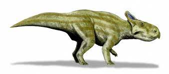 Montanoceratops is an extinct genus of small ceratopsian dinosaur that lived approximately 70 million years ago during the latter part of the cretaceous period in what is now montana and alberta. Montanoceratops Cerorhynchus Beschreibung Dinodata De