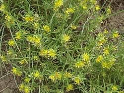 Image result for Vahliaceae