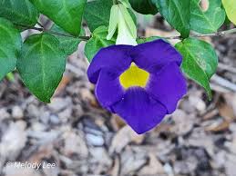 Image result for Thunbergia erecta