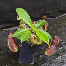 Image result for Nesaea spathulata