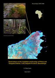 Image result for Pancovia holtzii