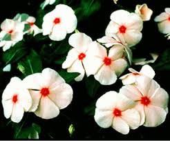 You can easily compare and choose from the 10 best flower fertilizers for you. A Guide For Commercial Production Of Vinca Uga Cooperative Extension