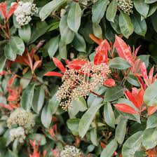 Check spelling or type a new query. Red Tip Photinia Plant Care Growing Guide
