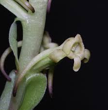 Image result for Satyrium trinerve