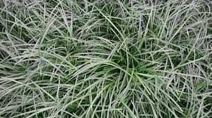 Image result for Ophiopogon