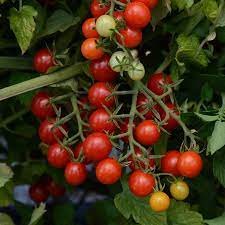 In writing my book, plant partners: Candyland Red Hybrid Tomato Seeds Park Seed