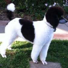 Black And White Standard Poodle Puppies For Sale Chance A Black And White Moyen Parti Poodle With A Phantom Face Tri Coloured Dog Love Pink Poodle Pet Dogs Puppies