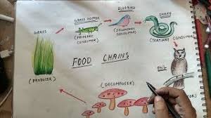 The lion eats the zebra, which eats the grass. How To Draw Food Chain Youtube