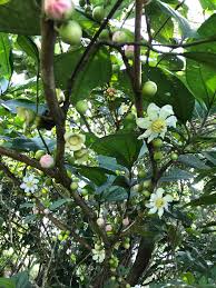 Image result for Bellucia