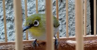 Agar dapat bersuara secara lantang, burung kacer haruslah mendapat pakan tambahan secara rutin setiap hari. Cara Merawat Pleci Umuran Muda Agar Cepat Ngalas Ngerol Lasrol Hobi Si Petani
