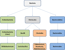 Check spelling or type a new query. Taxonomic Lineage Of Key Drivers Of The Cazotypes Abundances Of The Download Scientific Diagram