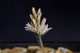 Image result for Eriospermum