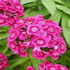 200 Dianthus Sweet William Mix Flower Seeds Under The Sun Seeds Winter Flowers Garden Flower Seeds Flowers Perennials