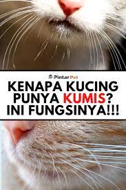  Ternyata Kumis Pada Kucing Memiliki Fungsi Sangat Penting Kucing Dokter Hewan Kumis
