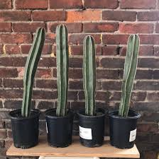 Image result for Lophocereus marginatus