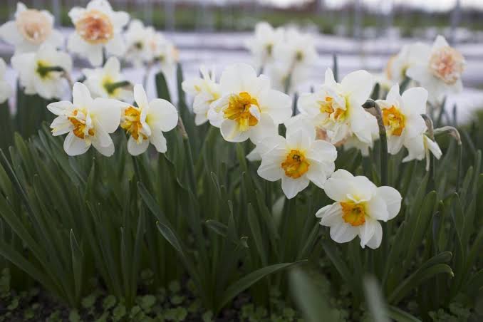Floret's favorites: Narcissus - Floret Flowers