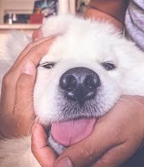 Top 10 Most Small Dog Breeds In The World Dog Breeds Small Dogs Animals