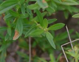 Image result for Spermacoce deserti